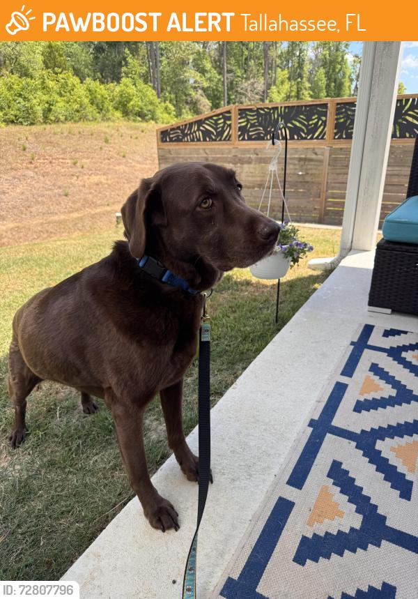 Found/Stray Male Dog last seen Construction site next to Publix on Bannerman Road , Tallahassee, FL 32312