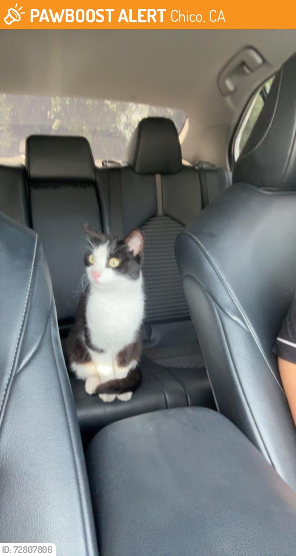 Found/Stray Unknown Cat last seen By chico state uni, Chico, CA 95928