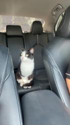 Found/Stray Unknown Cat last seen By chico state uni, Chico, CA 95928