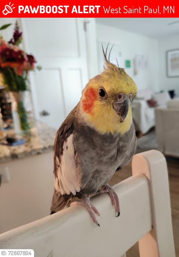 Lost Male Bird last seen Robert St and Emerson Ave, West Saint Paul, MN 55118