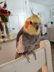 Lost Male Bird last seen Robert St and Emerson Ave, West Saint Paul, MN 55118