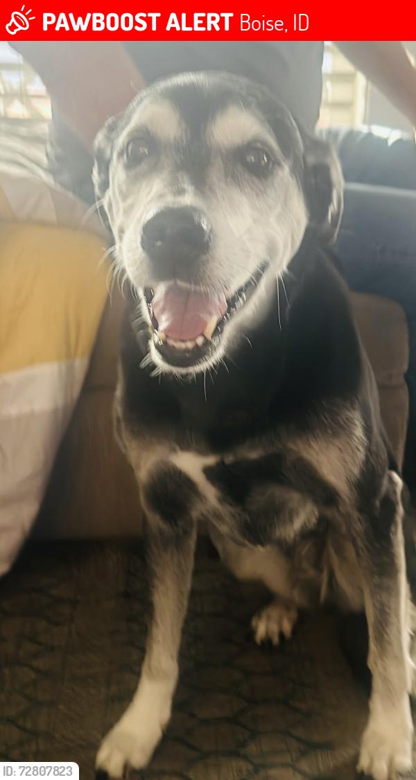 Lost Female Dog last seen Five mile and lake hazel, Boise, ID 83709