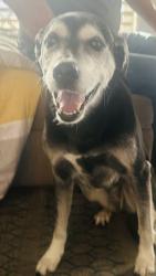 Lost Female Dog last seen Five mile and lake hazel, Boise, ID 83709