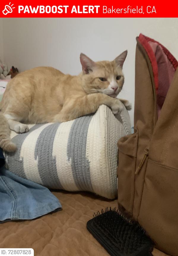 Lost Male Cat last seen Grand summit view, Bakersfield, CA 93311