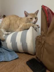 Lost Male Cat last seen Grand summit view, Bakersfield, CA 93311