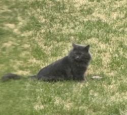 Found/Stray Unknown Cat last seen Kent Circle, Terrace Park, OH 45174