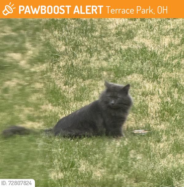Found/Stray Unknown Cat last seen Kent Circle, Terrace Park, OH 45174