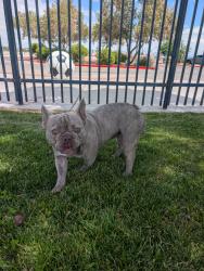 Found/Stray Male Dog last seen Dessert Breeze Soccer Complex, Las Vegas, NV 89147