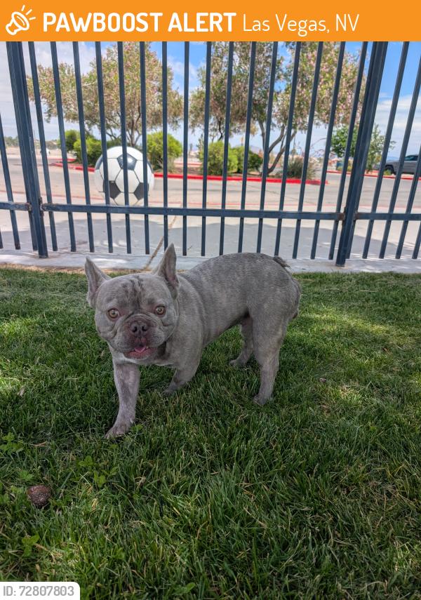 Found/Stray Male Dog last seen Dessert Breeze Soccer Complex, Las Vegas, NV 89147