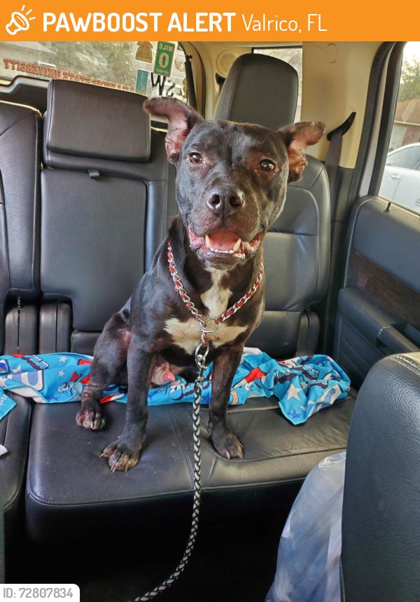 Found/Stray Male Dog last seen Miller road valrico, Valrico, FL 33594