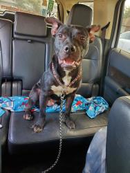 Found/Stray Male Dog last seen Miller road valrico, Valrico, FL 33594