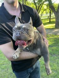 Found/Stray Male Dog last seen Found a brown French bulldog running from Westbrook Ave to Riverside Park in Scenic Bluff. It looks like he may has dug under a fence. Please contact if he is yours., Fort Worth, TX 76111