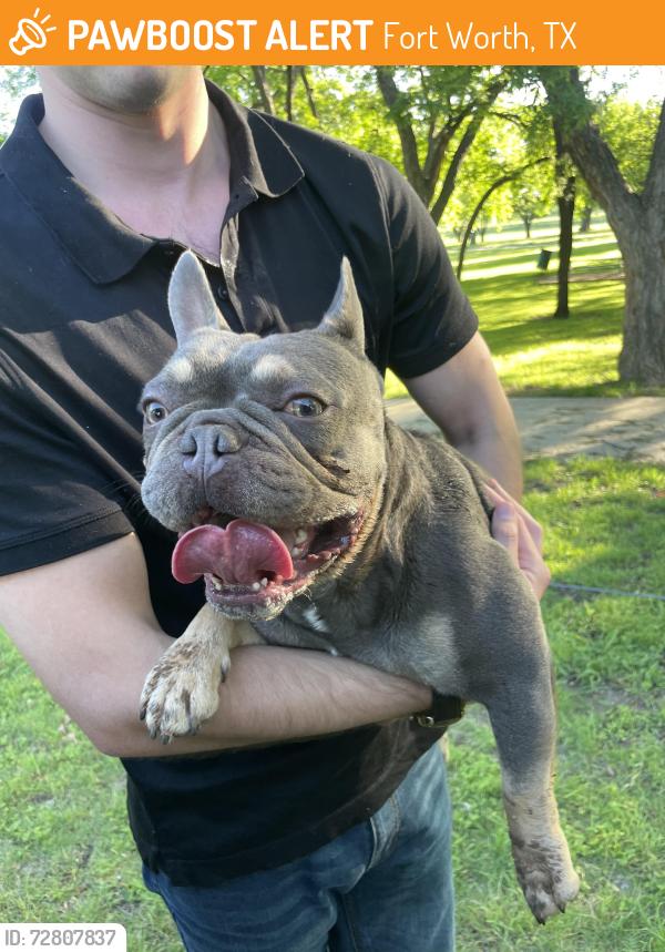 Found/Stray Male Dog last seen Found a brown French bulldog running from Westbrook Ave to Riverside Park in Scenic Bluff. It looks like he may has dug under a fence. Please contact if he is yours., Fort Worth, TX 76111