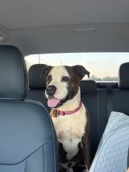 Found/Stray Male Dog last seen Centerville ests Ave, Centerville, GA 31028