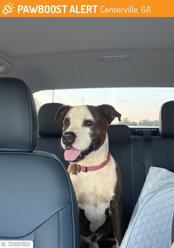 Found/Stray Male Dog last seen Centerville ests Ave, Centerville, GA 31028