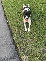 Found/Stray Female Dog last seen Near London Square 33186 (The Crossings), Miami, FL 33186