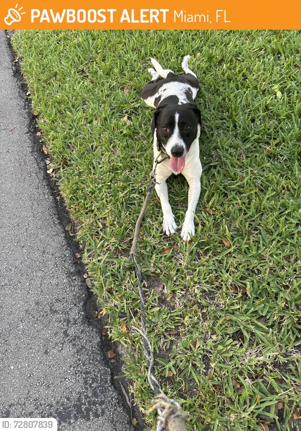 Found/Stray Female Dog last seen Near London Square 33186 (The Crossings), Miami, FL 33186