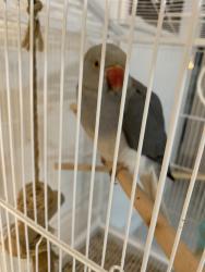 Found/Stray Male Bird last seen Hallandale beach , Golden Beach, FL 33160
