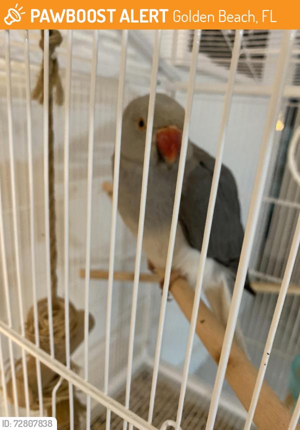 Found/Stray Male Bird last seen Hallandale beach , Golden Beach, FL 33160