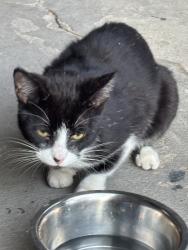 Found/Stray Female Cat last seen 81st loomis, Chicago, IL 60620