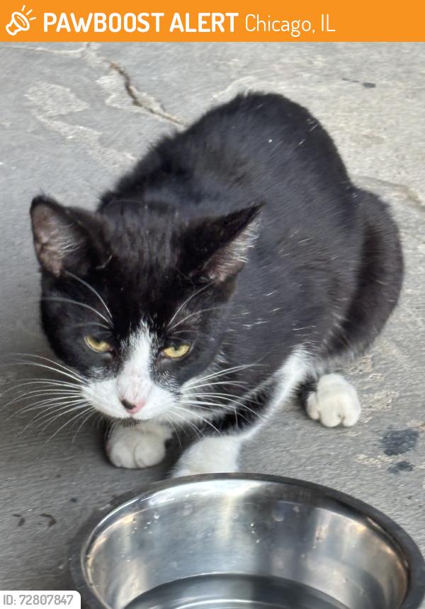 Found/Stray Female Cat last seen 81st loomis, Chicago, IL 60620