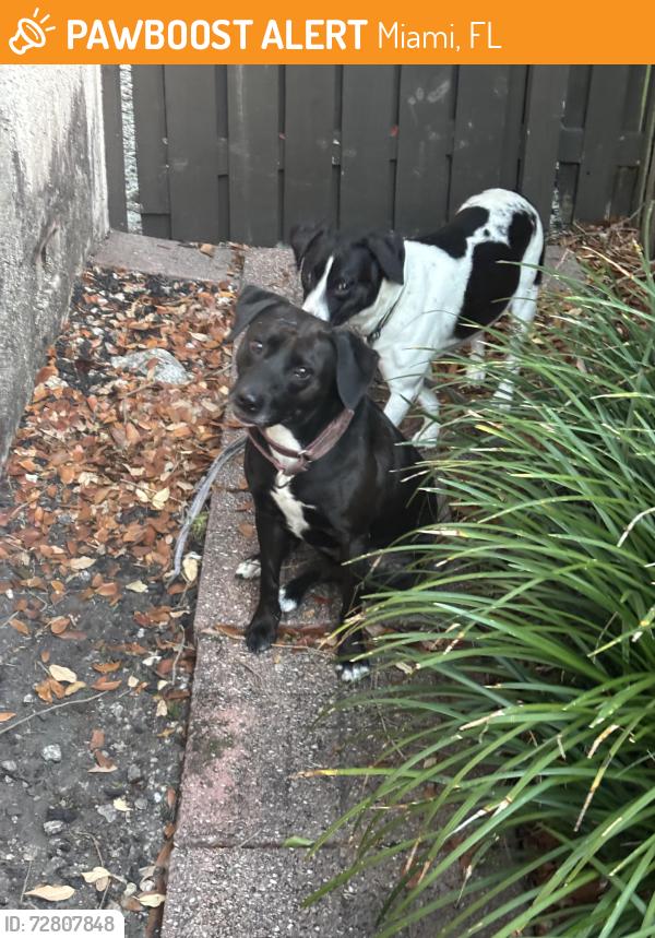 Found/Stray Female Dog last seen Near london square, the Crossings, Miami, FL 33186