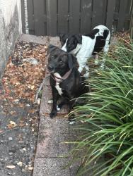 Found/Stray Female Dog last seen Near london square, the Crossings, Miami, FL 33186