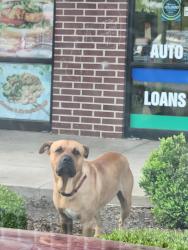 Found/Stray Male Dog last seen Penn Ave and 23rd Street, Oklahoma City, OK 73107