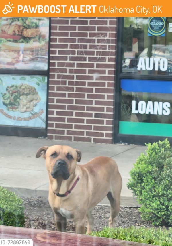 Found/Stray Male Dog last seen Penn Ave and 23rd Street, Oklahoma City, OK 73107