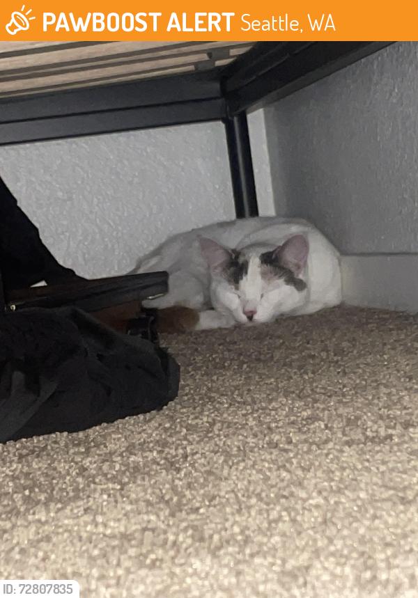 Found/Stray Female Cat last seen Boren and Terrace street, Seattle, WA 98104