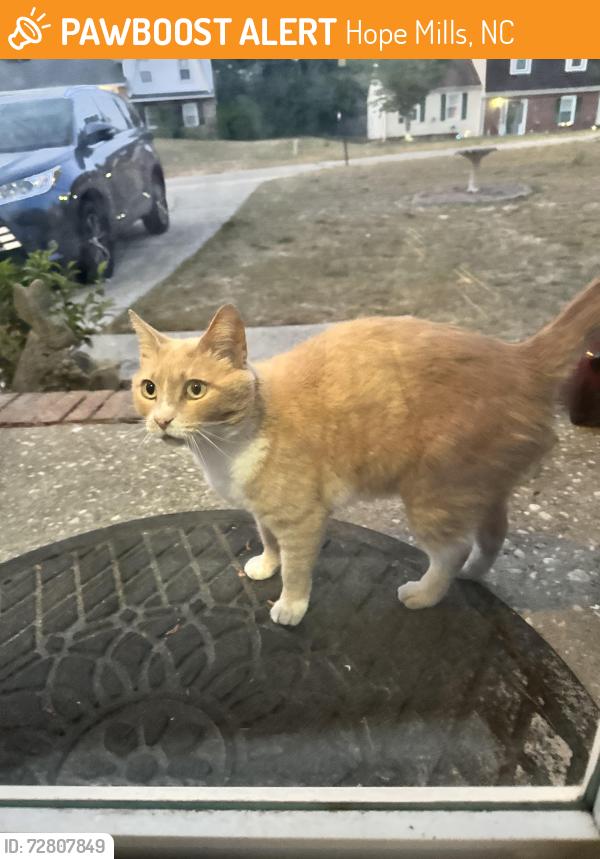 Found/Stray Unknown Cat last seen Hope mills lake , Hope Mills, NC 28348