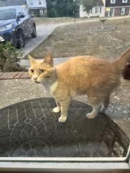 Found/Stray Unknown Cat last seen Hope mills lake , Hope Mills, NC 28348