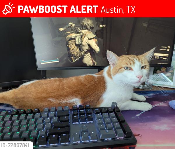 Lost Male Cat last seen Oak hollow dr, Austin, TX 78758