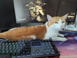 Lost Male Cat last seen Oak hollow dr, Austin, TX 78758