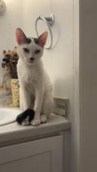Lost Male Cat last seen Maple grove rd/ Fairview , Boise, ID 83704