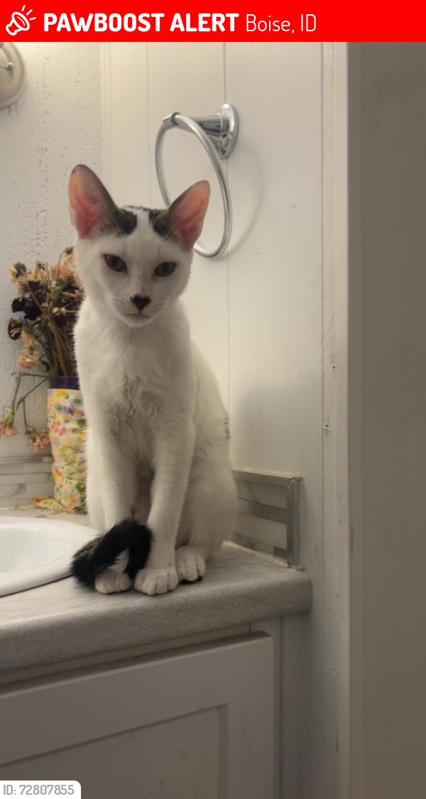 Lost Male Cat last seen Maple grove rd/ Fairview , Boise, ID 83704