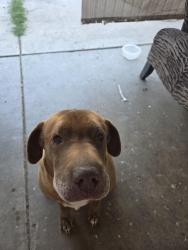 Lost Female Dog last seen 71st west cambelback road, Glendale, AZ 85303