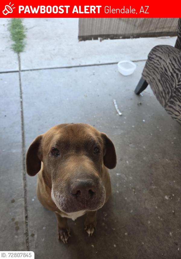 Lost Female Dog last seen 71st west cambelback road, Glendale, AZ 85303