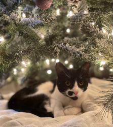 Lost Female Cat last seen Crazy Mule Antiques , Lula, GA 30554