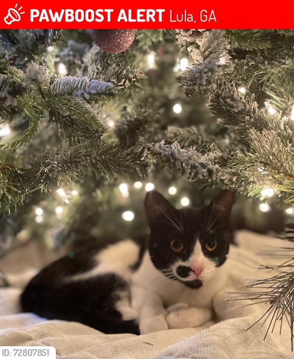 Lost Female Cat last seen Crazy Mule Antiques , Lula, GA 30554