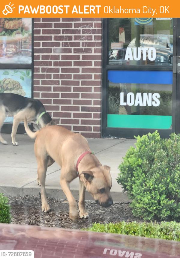 Found/Stray Male Dog last seen Pennsylvania Ave and 23rd Street , Oklahoma City, OK 73107