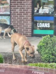 Found/Stray Male Dog last seen Pennsylvania Ave and 23rd Street , Oklahoma City, OK 73107
