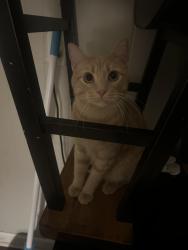 Lost Male Cat last seen Near south gatlin st, Okolona, MS 38860