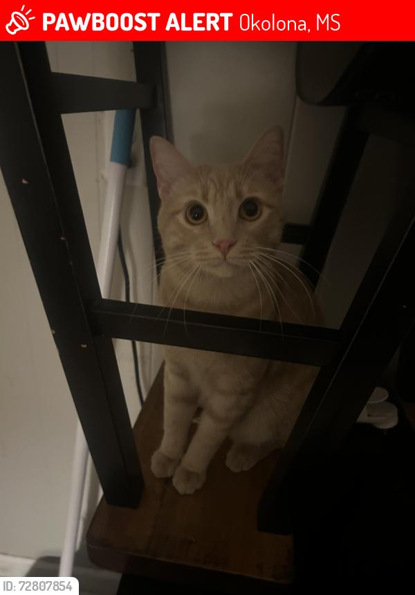 Lost Male Cat last seen Near south gatlin st, Okolona, MS 38860
