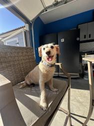 Found/Stray Male Dog last seen Brimhall rd near grocery putlet, Bakersfield, CA 93312