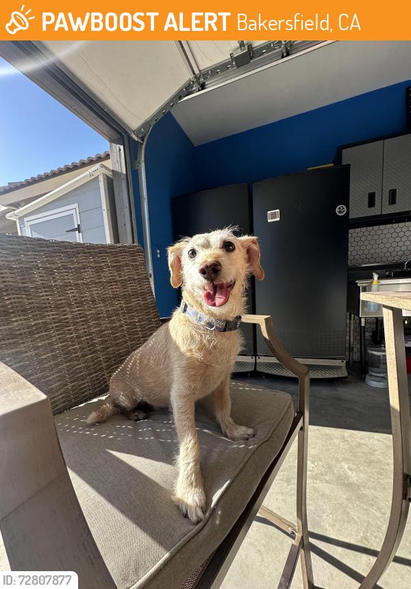 Found/Stray Male Dog last seen Brimhall rd near grocery putlet, Bakersfield, CA 93312