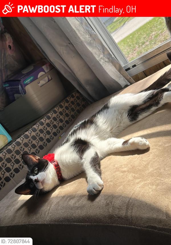 Lost Female Cat last seen Linden Ave , Findlay, OH 45840
