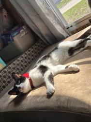 Lost Female Cat last seen Linden Ave , Findlay, OH 45840