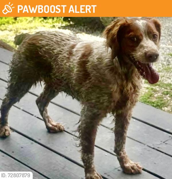 Found/Stray Unknown Dog last seen Putnam county, Fraziers Bottom, WV 25082