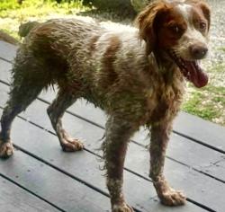 Found/Stray Unknown Dog last seen Putnam county, Fraziers Bottom, WV 25082